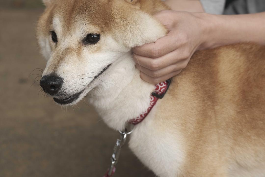 电视剧《柴公园  柴公園》（2019日本）--高清BT迅雷资源下载