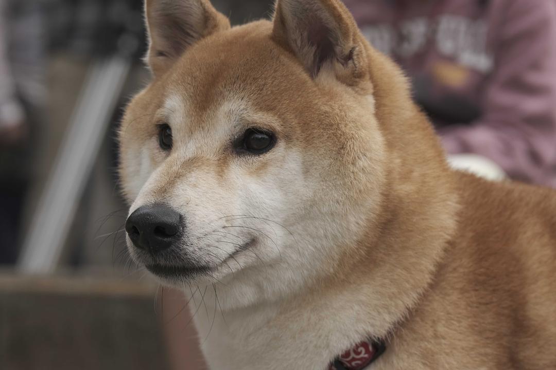 电视剧《柴公园  柴公園》（2019日本）--高清BT迅雷资源下载
