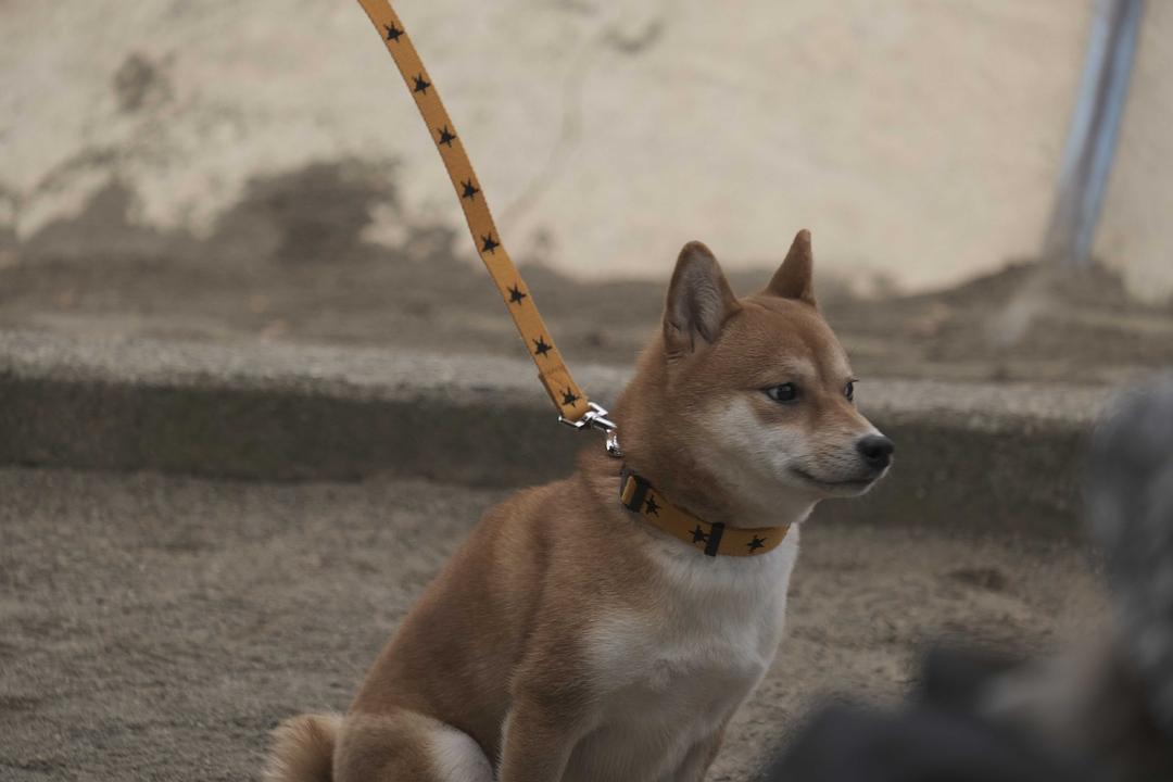 电视剧《柴公园  柴公園》（2019日本）--高清BT迅雷资源下载