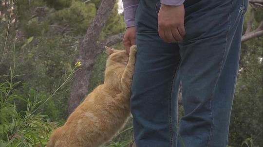 电视剧《岩合光昭的猫步走世界  岩合光昭の世界ネコ歩き》（2012日本）--高清BT迅雷资源下载