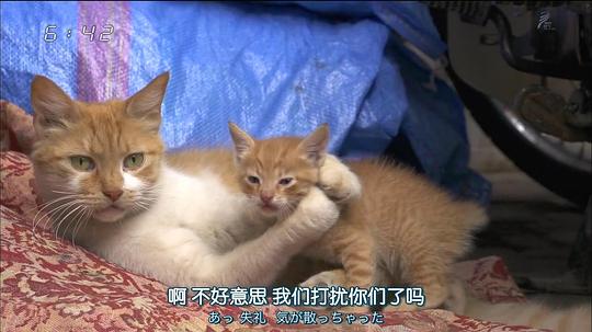 电视剧《岩合光昭的猫步走世界  岩合光昭の世界ネコ歩き》（2012日本）--高清BT迅雷资源下载