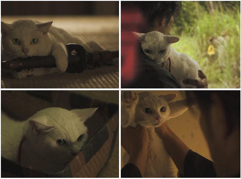 电视剧《猫侍 第一季  猫侍 SEASON 1》（2013日本）--高清BT迅雷资源下载