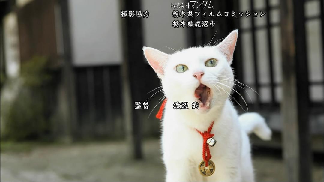 电视剧《猫侍 第一季  猫侍 SEASON 1》（2013日本）--高清BT迅雷资源下载