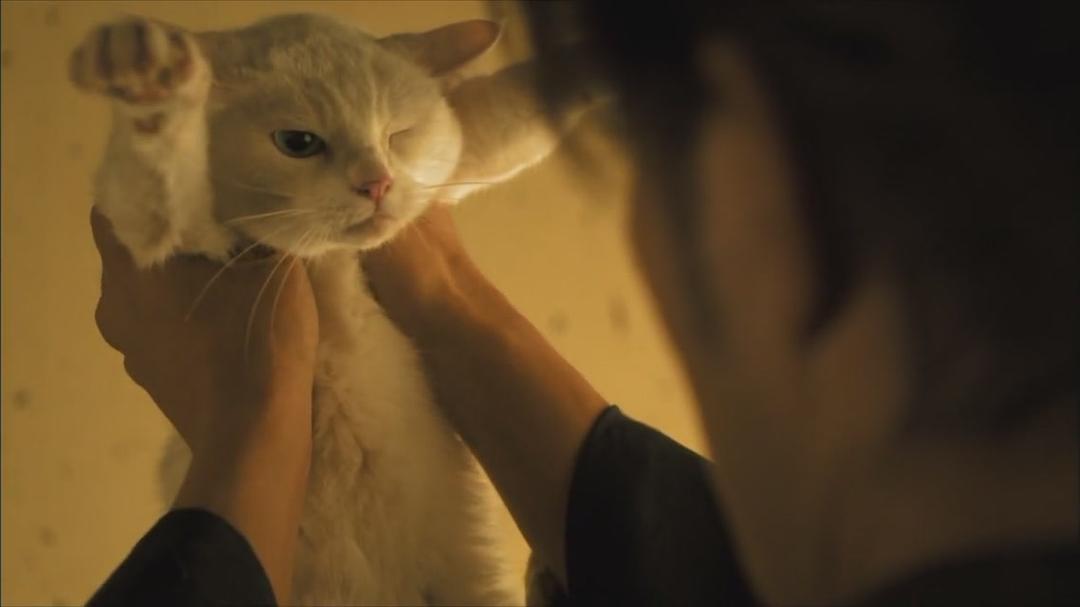 电视剧《猫侍 第一季  猫侍 SEASON 1》（2013日本）--高清BT迅雷资源下载