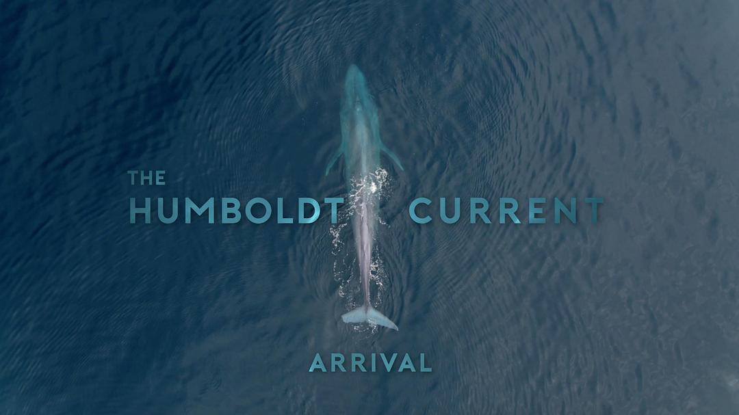 电视剧《The Humboldt Current Season 1  The Humboldt Current》（2021美国）--高清BT迅雷资源下载