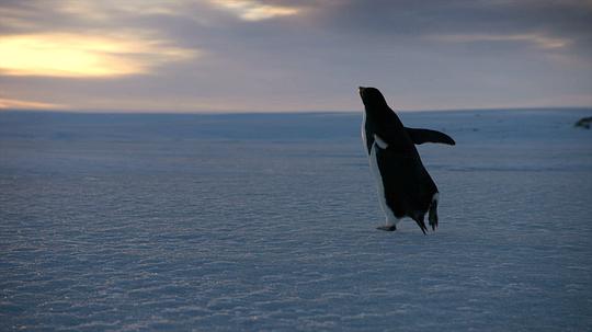 纪录片《企鹅  Penguins》（2019美国）--高清4K/1080P迅雷BT资源下载