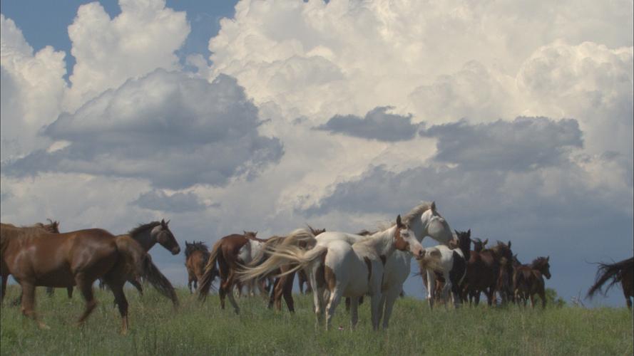 纪录片《Running Wild: The Life of Dayton O. Hyde》(2012美国)--高清4K/1080P迅雷BT资源下载 纪录片《Running Wild: The Life of Dayton O. Hyde》(2012美国)--高清4K/1080P迅雷BT资源下载