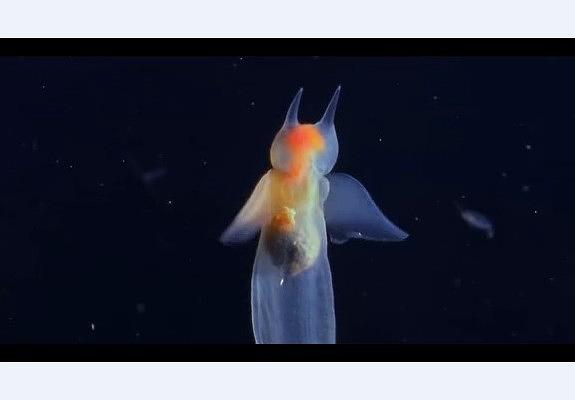纪录片《白色星球  La planète blanche》（2006法国 / 加拿大）--高清4K/1080P迅雷BT资源下载