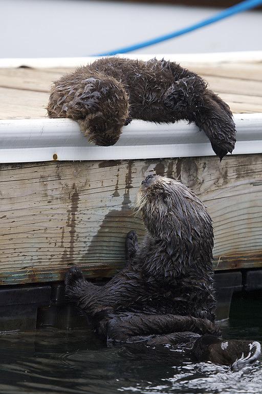 纪录片《自然世界：海獭的百万宝宝  Sea Otters: A Million Dollar Baby》（2010英国）--高清4K/1080P迅雷BT资源下载