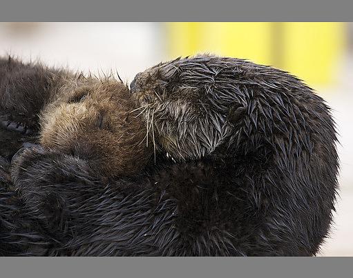 纪录片《自然世界：海獭的百万宝宝  Sea Otters: A Million Dollar Baby》（2010英国）--高清4K/1080P迅雷BT资源下载