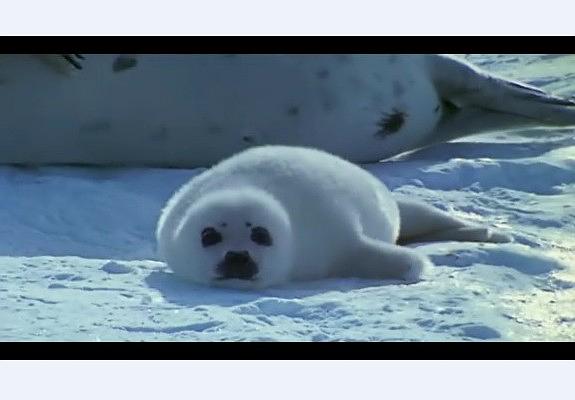 纪录片《白色星球  La planète blanche》（2006法国 / 加拿大）--高清4K/1080P迅雷BT资源下载