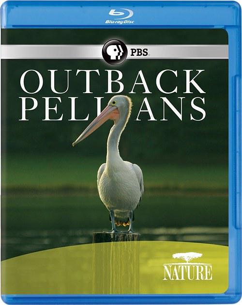 纪录片《内地鹈鹕  Nature: Outback Pelicans》（2011美国）--高清4K/1080P迅雷BT资源下载