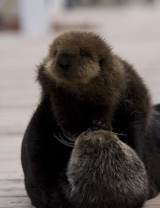 纪录片《自然世界：海獭的百万宝宝  Sea Otters: A Million Dollar Baby》（2010英国）--高清4K/1080P迅雷BT资源下载