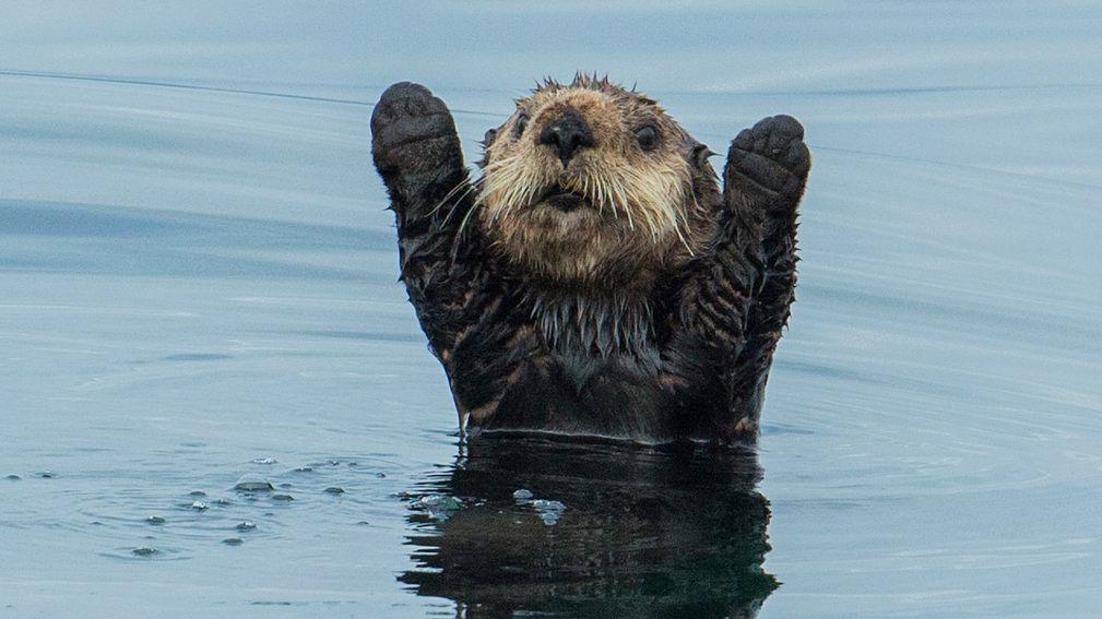 纪录片《自然世界：海獭的百万宝宝  Sea Otters: A Million Dollar Baby》（2010英国）--高清4K/1080P迅雷BT资源下载