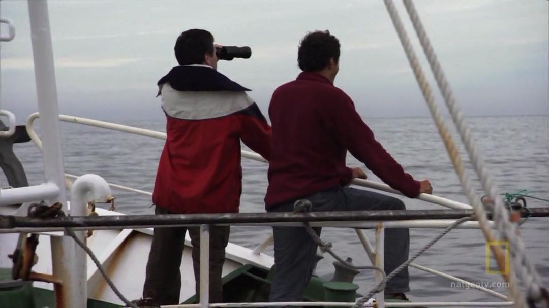 纪录片《国家地理：大白鲨的长途冒险旅程》（2008美国）--高清4K/1080P迅雷BT资源下载
