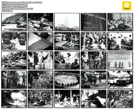 纪录片《海龟一样的刀妈》（1995荷兰）--高清4K/1080P迅雷BT资源下载