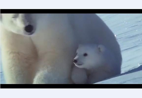 纪录片《白色星球  La planète blanche》（2006法国 / 加拿大）--高清4K/1080P迅雷BT资源下载