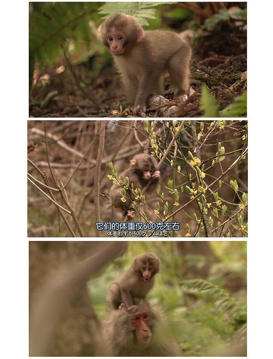 纪录片《日本列岛 动物物语  日本列島 いきものたちの物語》（2012日本）--高清4K/1080P迅雷BT资源下载