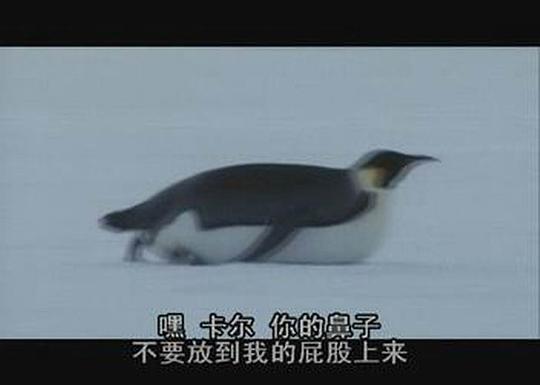 电影《神奇的企鹅  Farce of the Penguins》（2006美国）--高清4K/1080P迅雷BT资源下载