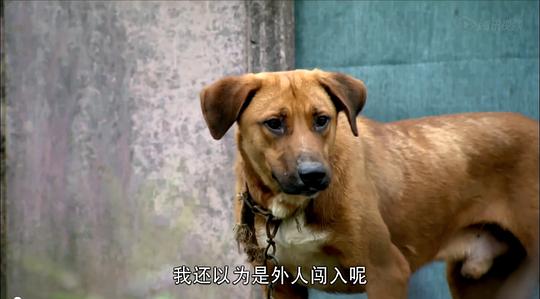 电视剧《兰陵王》（2013中国大陆）--高清4K/1080P迅雷BT资源下载