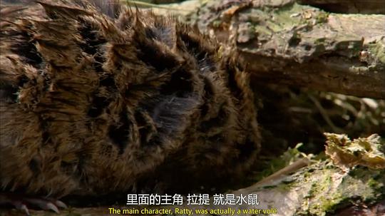 电视剧《穴居动物大观 第一季  The Burrowers: Animals Underground》（2013英国）--高清4K/1080P迅雷BT资源下载