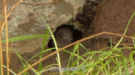 电视剧《穴居动物大观 第一季  The Burrowers: Animals Underground》（2013英国）--高清4K/1080P迅雷BT资源下载