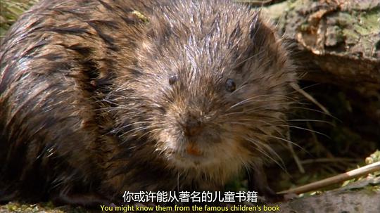 电视剧《穴居动物大观 第一季  The Burrowers: Animals Underground》（2013英国）--高清4K/1080P迅雷BT资源下载