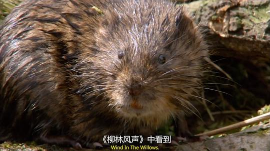 电视剧《穴居动物大观 第一季  The Burrowers: Animals Underground》（2013英国）--高清4K/1080P迅雷BT资源下载