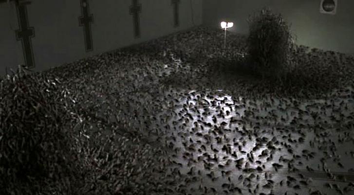 电影《灭鼠大战  The Rats》（2002美国）--高清4K/1080P迅雷BT资源下载