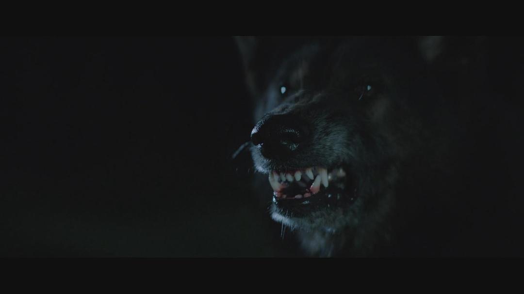 电影《狼群  The Pack》（2015澳大利亚）--高清4K/1080P迅雷BT资源下载