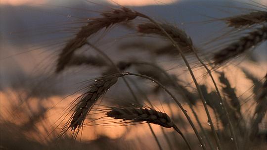 电影《天堂之日  Days of Heaven》（1978美国）--高清4K/1080P迅雷BT资源下载