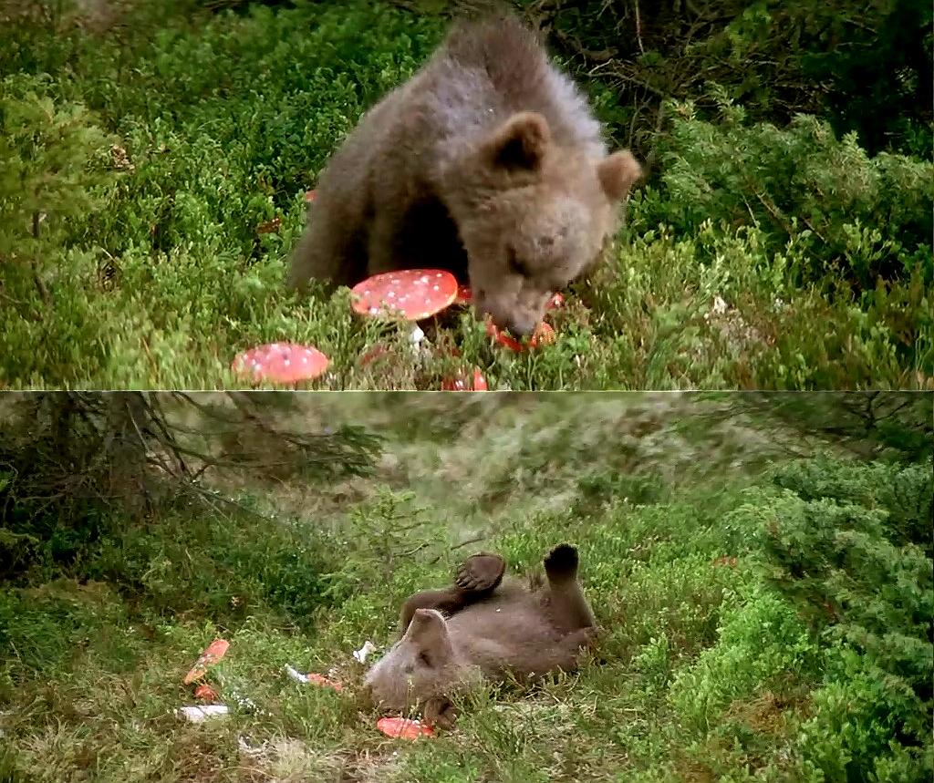 电影《熊的故事  L'ours》（1988法国 / 美国）--高清4K/1080P迅雷BT资源下载