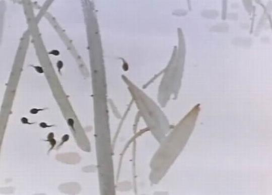 动漫《小蝌蚪找妈妈》（1960中国大陆）--高清4K/1080P迅雷BT资源下载