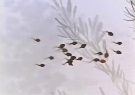 动漫《小蝌蚪找妈妈》（1960中国大陆）--高清4K/1080P迅雷BT资源下载