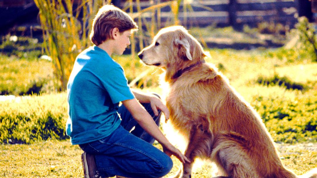 电影《看狗在说话  Homeward Bound: The Incredible Journey》（1993美国）--高清4K/1080P迅雷BT资源下载