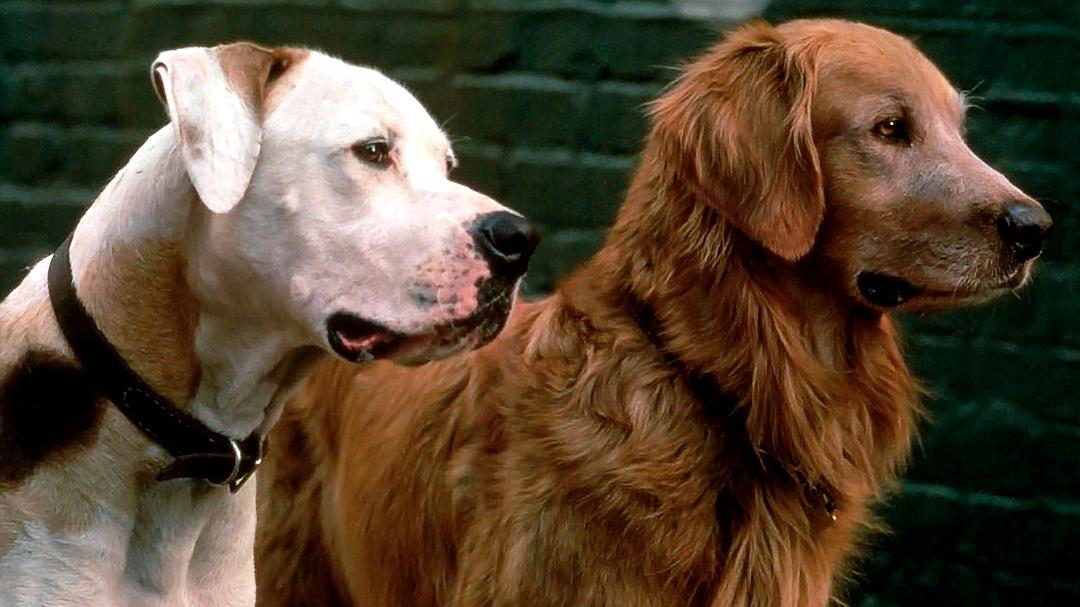 电影《看狗在说话  Homeward Bound: The Incredible Journey》（1993美国）--高清4K/1080P迅雷BT资源下载