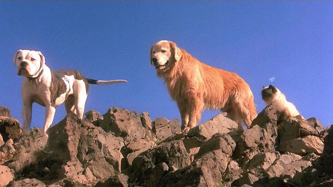 电影《看狗在说话  Homeward Bound: The Incredible Journey》（1993美国）--高清4K/1080P迅雷BT资源下载