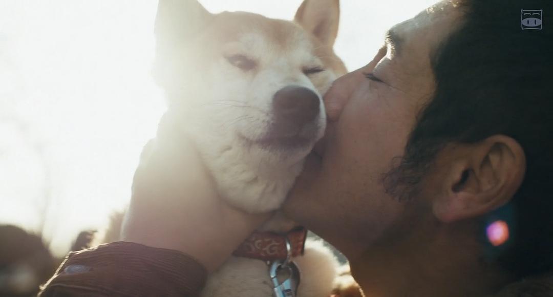 电影《柴犬公园  柴公園》（2019日本）--高清4K/1080P迅雷BT资源下载