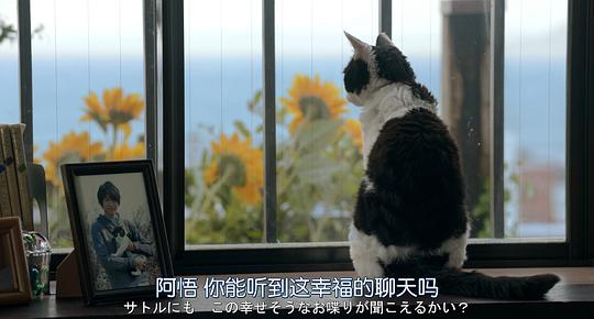 电影《旅猫日记  旅猫リポート》（2018日本）--高清4K/1080P迅雷BT资源下载