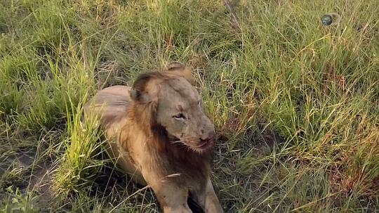 纪录片《狮王之路  Brothers in Blood: The Lions of Sabi Sand》（2015南非 South Africa）--高清4K/1080P迅雷BT资源下载