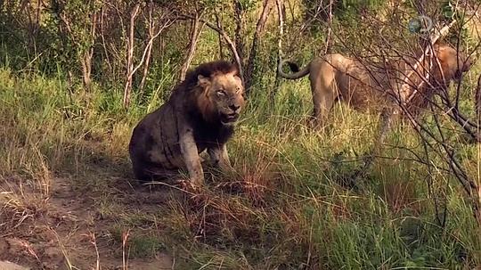 纪录片《狮王之路  Brothers in Blood: The Lions of Sabi Sand》（2015南非 South Africa）--高清4K/1080P迅雷BT资源下载