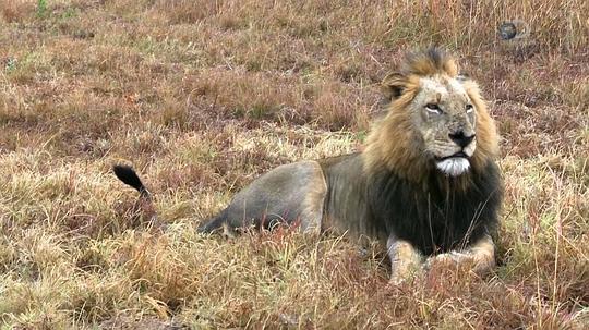 纪录片《狮王之路  Brothers in Blood: The Lions of Sabi Sand》（2015南非 South Africa）--高清4K/1080P迅雷BT资源下载