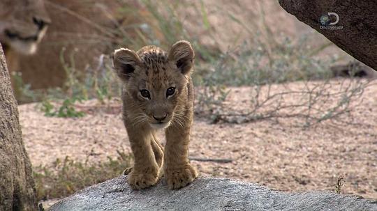 纪录片《狮王之路  Brothers in Blood: The Lions of Sabi Sand》（2015南非 South Africa）--高清4K/1080P迅雷BT资源下载