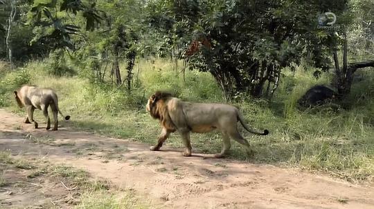 纪录片《狮王之路  Brothers in Blood: The Lions of Sabi Sand》（2015南非 South Africa）--高清4K/1080P迅雷BT资源下载