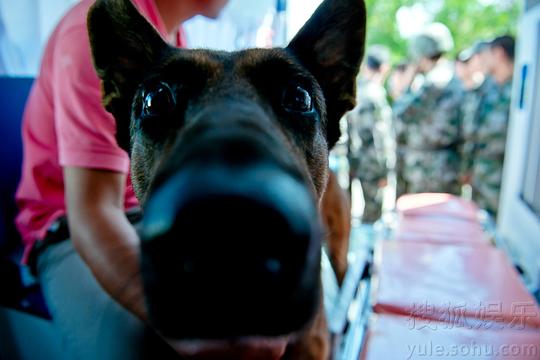 电视剧《神犬奇兵》（2014中国大陆）--高清4K/1080P迅雷BT资源下载