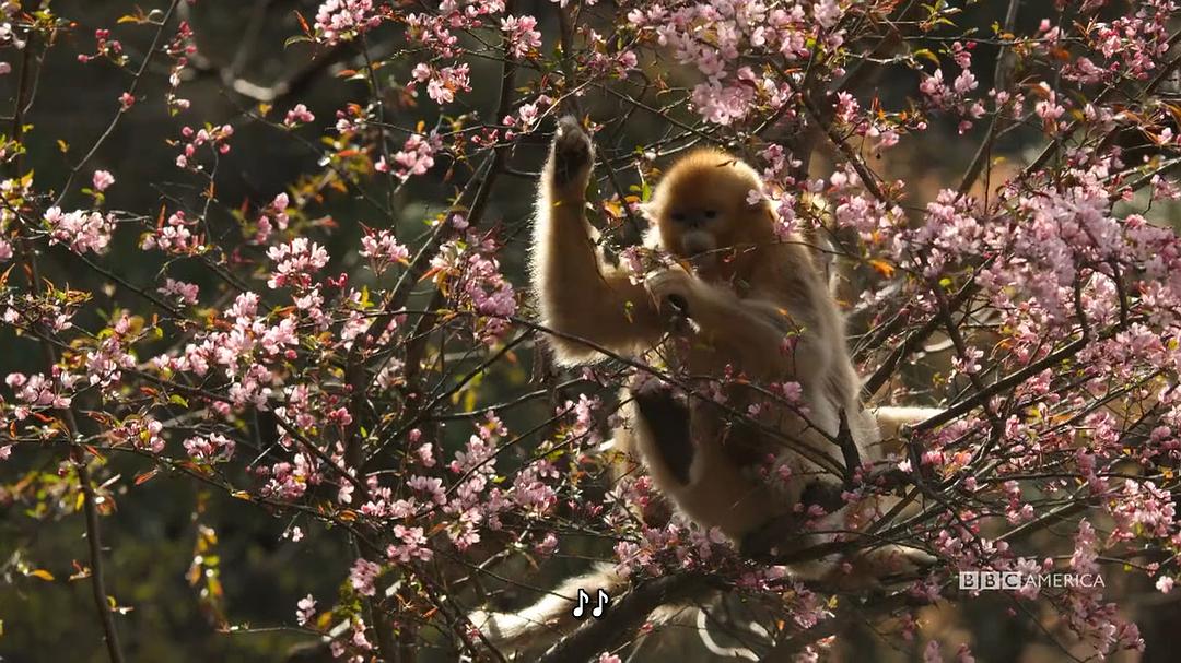 电视剧《中国：大自然的古老王国 第一季  China：Nature's Ancient Kingdom》（2021美国）--高清4K/1080P迅雷BT资源下载