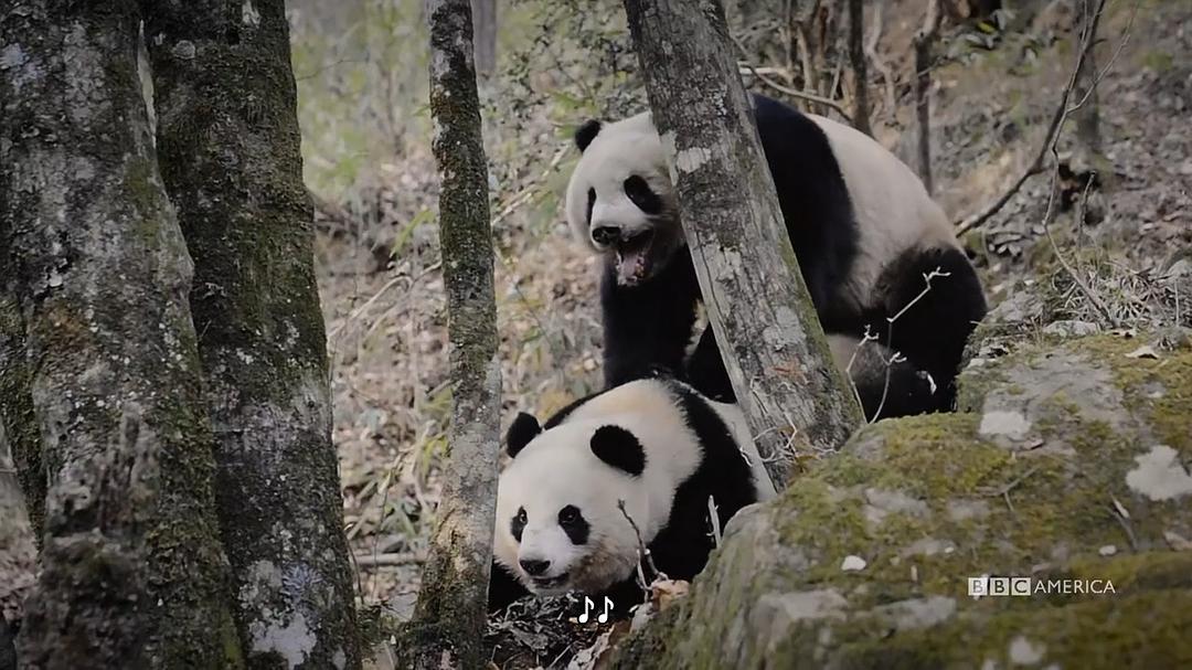 电视剧《中国：大自然的古老王国 第一季  China：Nature's Ancient Kingdom》（2021美国）--高清4K/1080P迅雷BT资源下载