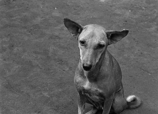 电影《大地之歌  পথের পাঁচালী》（1955印度）--高清4K/1080P迅雷BT资源下载