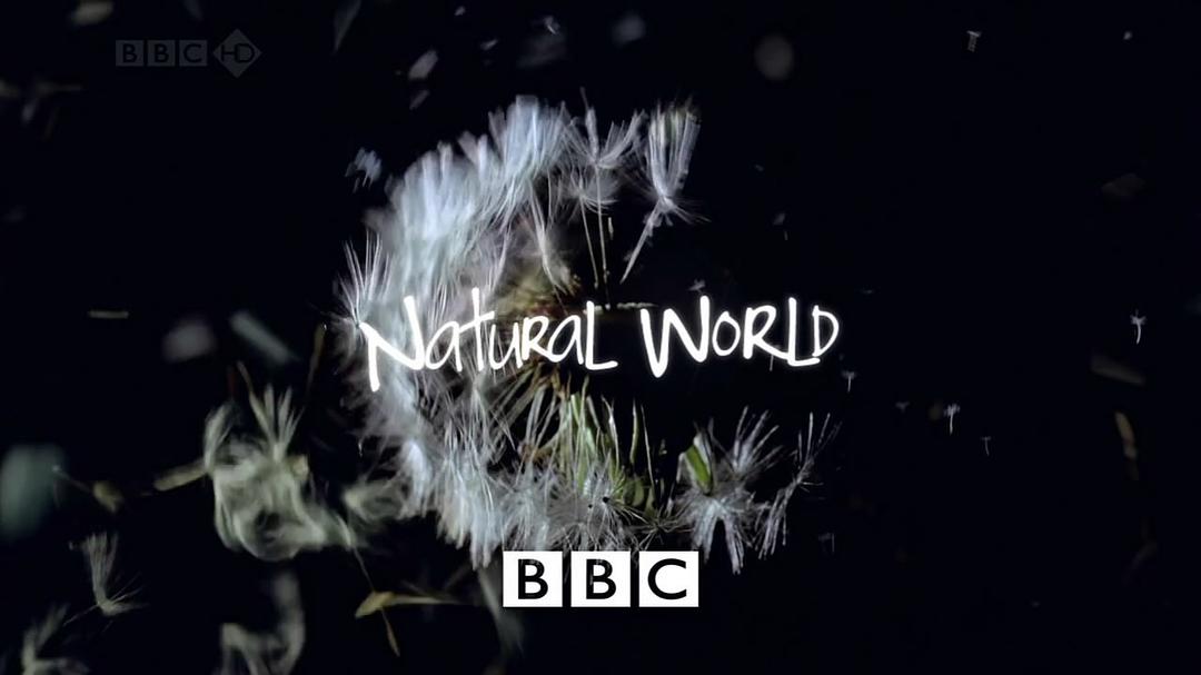 电视剧《BBC - 大自然  The Natural World》（1983英国）--高清4K/1080P迅雷BT资源下载