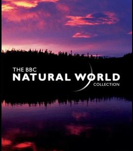 电视剧《BBC - 大自然  The Natural World》（1983英国）--高清4K/1080P迅雷BT资源下载